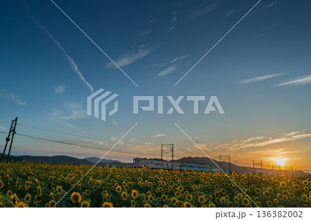 滋賀県東近江市野口町で近江鉄道と撮った満開の向日葵 滋賀県東近江市野口町で近江鉄道と撮った満開の向日葵 136382002