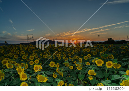 滋賀県東近江市野口町で近江鉄道と撮った満開の向日葵 滋賀県東近江市野口町で近江鉄道と撮った満開の向日葵 136382004