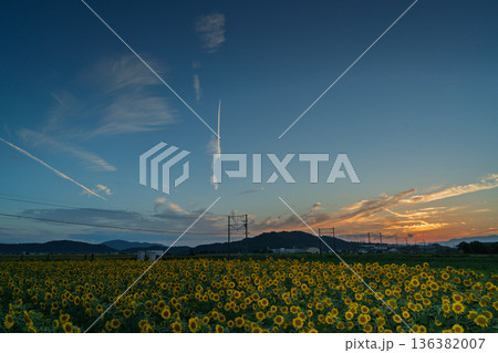 滋賀県東近江市野口町で近江鉄道と撮った満開の向日葵 滋賀県東近江市野口町で近江鉄道と撮った満開の向日葵 136382007
