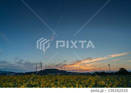 滋賀県東近江市野口町で近江鉄道と撮った満開の向日葵 136382010