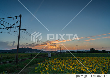 滋賀県東近江市野口町で近江鉄道と撮った満開の向日葵 136382012