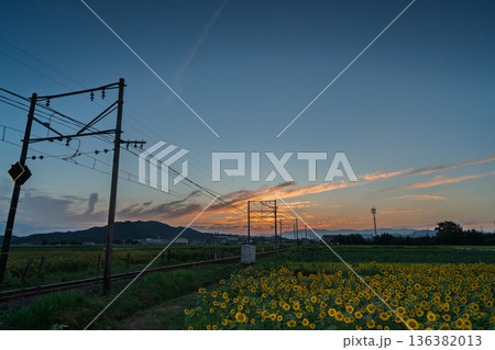 滋賀県東近江市野口町で近江鉄道と撮った満開の向日葵 136382013