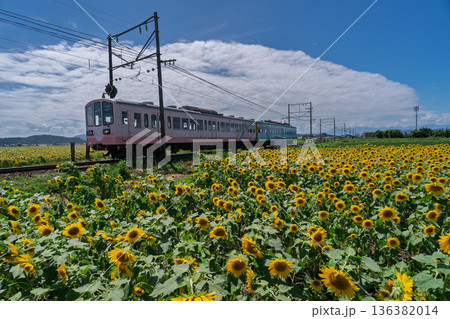 滋賀県東近江市野口町で近江鉄道と撮った満開の向日葵 136382014