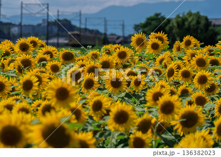 滋賀県東近江市野口町で近江鉄道と撮った満開の向日葵 滋賀県東近江市野口町で近江鉄道と撮った満開の向日葵 136382023