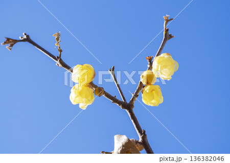 ロウバイの花 136382046