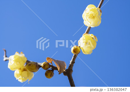 ロウバイの花 136382047