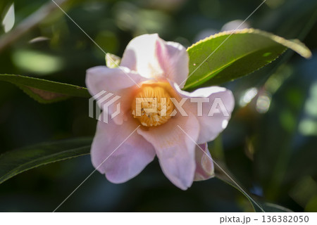 椿の花 椿の花 136382050