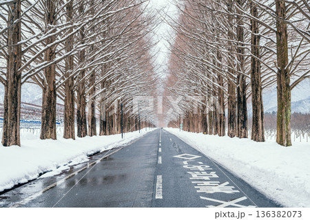 滋賀 メタセコイア並木の雪景色 136382073