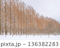 滋賀 メタセコイア並木の雪景色 136382283