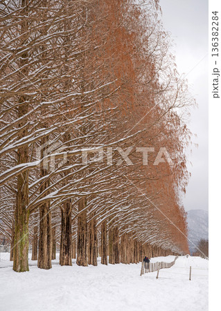 滋賀 メタセコイア並木の雪景色 136382284