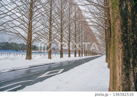 滋賀 メタセコイア並木の雪景色 136382510
