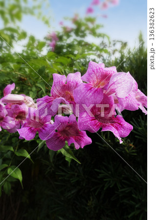 11月に咲くピンクノウゼンカズラの桃色の花 11月に咲くピンクノウゼンカズラの桃色の花 136382623