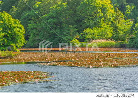 滋賀県甲賀市の大池寺境内の弁天池にある珍しい沈み鳥居 136383274
