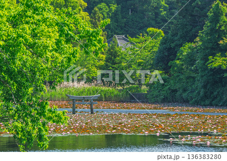 滋賀県甲賀市の大池寺境内の弁天池にある珍しい沈み鳥居 136383280