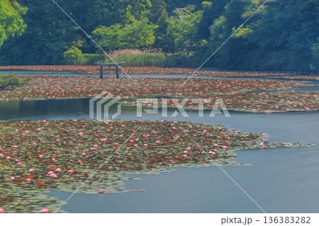 滋賀県甲賀市の大池寺境内の弁天池にある珍しい沈み鳥居 136383282