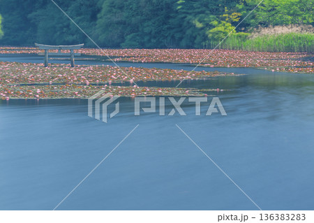 滋賀県甲賀市の大池寺境内の弁天池にある珍しい沈み鳥居 136383283