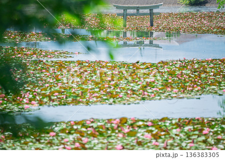 滋賀県甲賀市の大池寺境内の弁天池にある珍しい沈み鳥居 136383305
