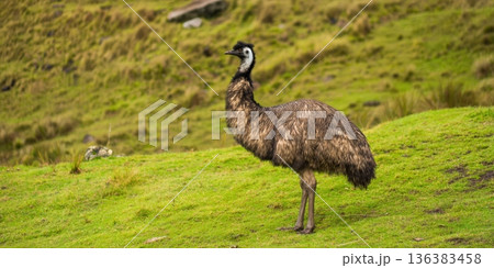 Emu standing on green grassy hill in australia 136383458