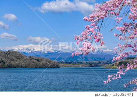 桜と残雪の蔵王と釜房湖 136383471