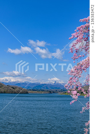 桜と残雪の蔵王と釜房湖 136383472