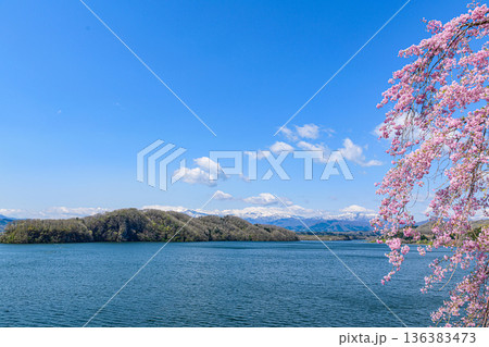 桜と残雪の蔵王と釜房湖 136383473