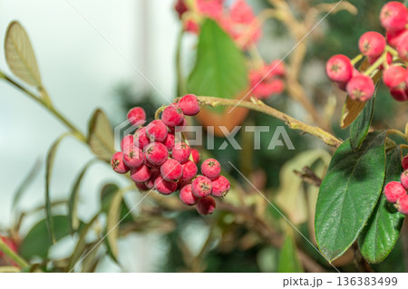 Vibrant red Rowan berries stand out against a lush green background in the natural beauty of Vigo, Spain Vibrant red Rowan berries stand out against a lush green background in the natural beauty of Vigo, Spain 136383499