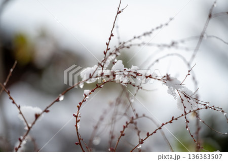 細い枝に積もった雪　一輪の花 136383507