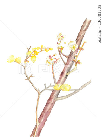 水彩で描いた白梅と蝋梅のイラスト【手描き】白バック　コピースペース 136383538