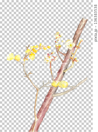 水彩で描いた白梅と蝋梅のイラスト【手描き】白バック　コピースペース 136383538