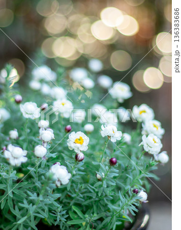 花かんざし 136383686