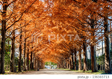 紅葉したメタセコイアの並木道 紅葉したメタセコイアの並木道 136383713