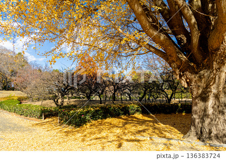 秋の色づいたいちょうの紅葉が美しい公園 136383724