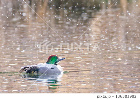 振ってくる雪を見るヨシガモの雄 136383982