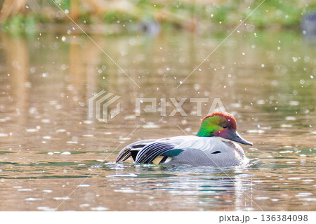 雪とヨシガモの雄 136384098