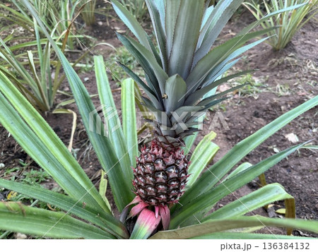 パイナップル 136384132