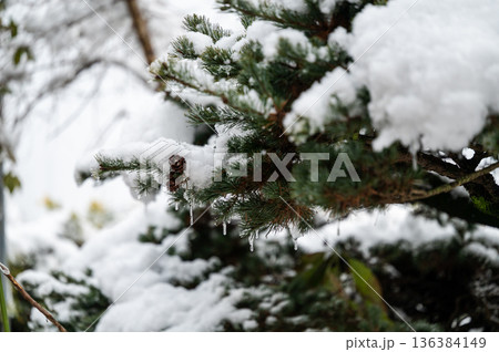 松の葉　つらら 136384149