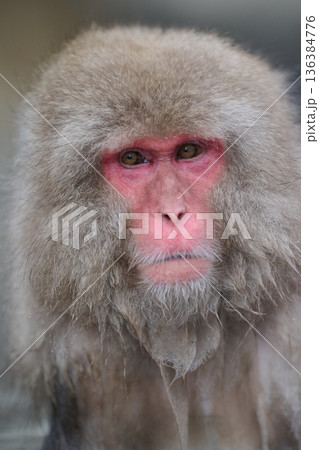 温泉につかる猿 136384776