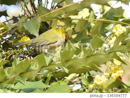 メジロ メジロ 136384777