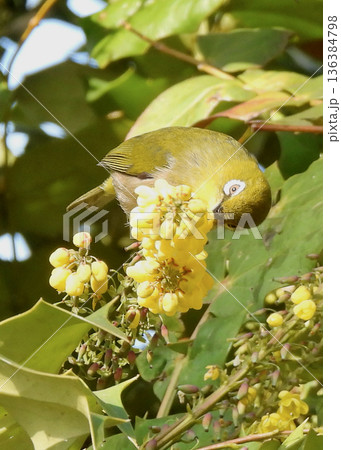 メジロ メジロ 136384798