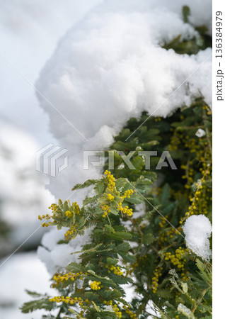 ミモザに積もった雪　早春 136384979