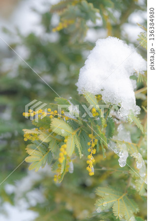 ミモザに積もった雪　早春 136384980