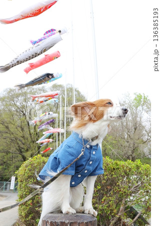 風になびく鯉のぼりと中型犬 コーイケルホンディエ 136385193