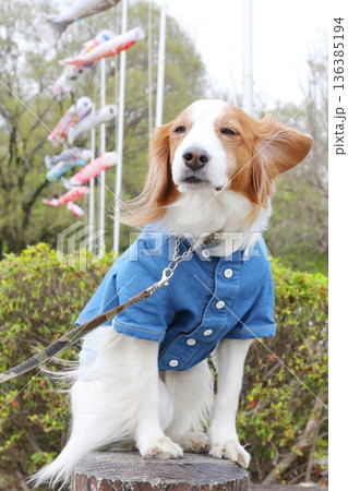 端午の節句 鯉のぼりと座るコーイケルホンディエ 136385194