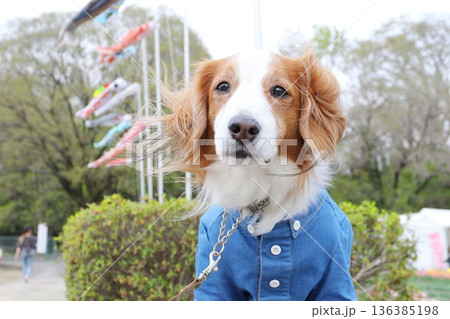 端午の節句イメージ 鯉のぼりと犬のポートレート 136385198