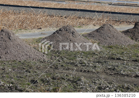 レンコン田の堆肥散布作業 136385210