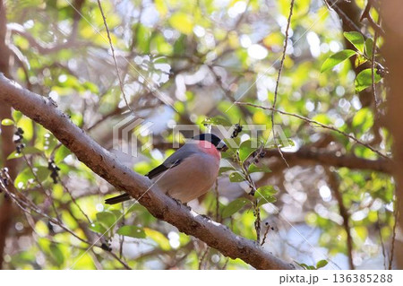 木に止まるウソ 136385288