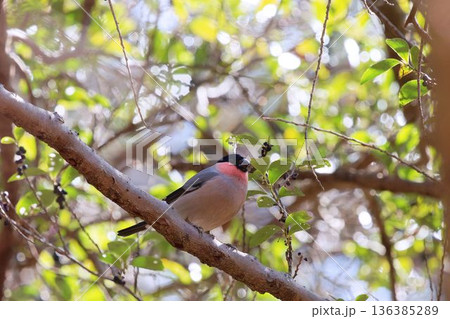 木に止まるウソ 木に止まるウソ 136385289