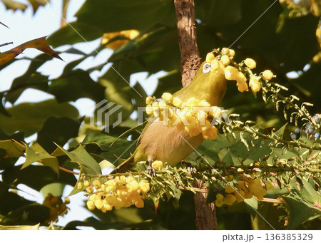 メジロ メジロ 136385329