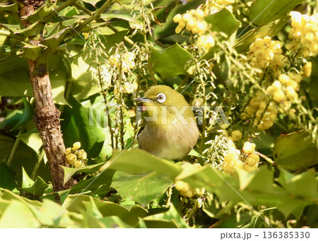 メジロ メジロ 136385330