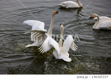 羽ばたく白鳥 136385337